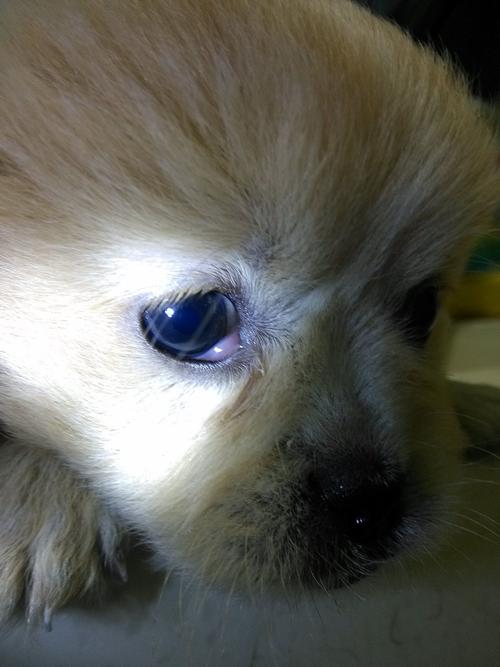 狗狗的眼睛肿了(只有一只),请问这是什么病,该怎么治?