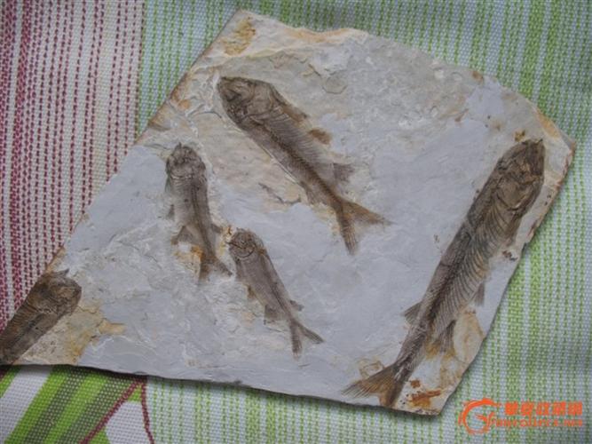 精美鱼化石