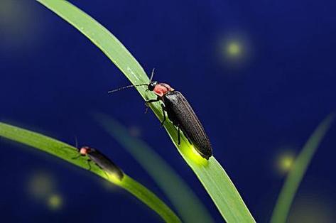 尽管萤火虫以其生物发光而闻名,但也并不是所有的萤火虫都有发光的