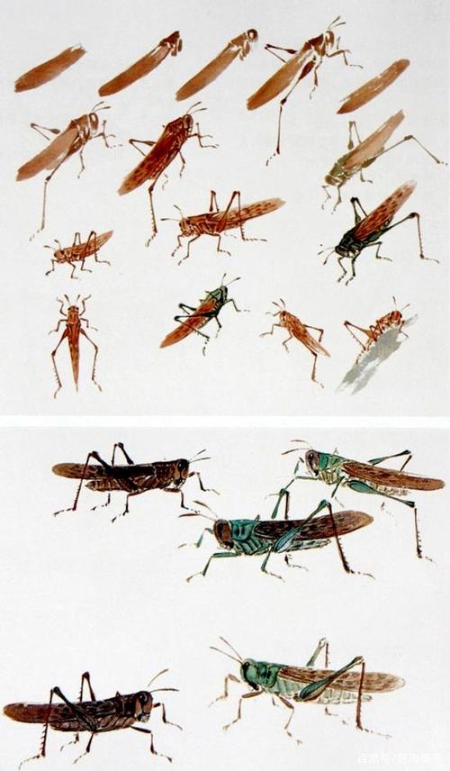 【珍藏版】大师级草虫画家萧朗先生教你如何画蚂蚱!收藏!