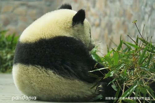 为什么熊猫也能当锦鲤?-搜狐