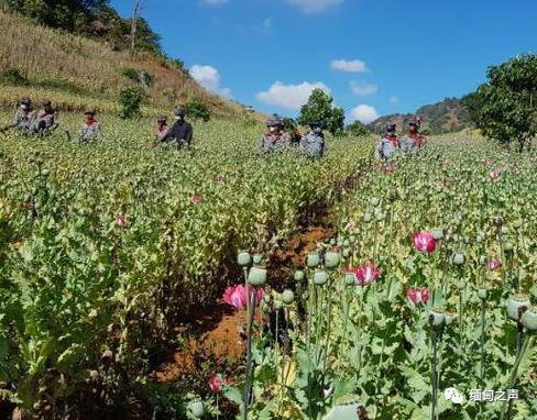 52113英亩一年时间缅甸掸邦销毁大面积罂粟田
