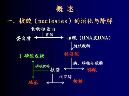 核苷酸代谢