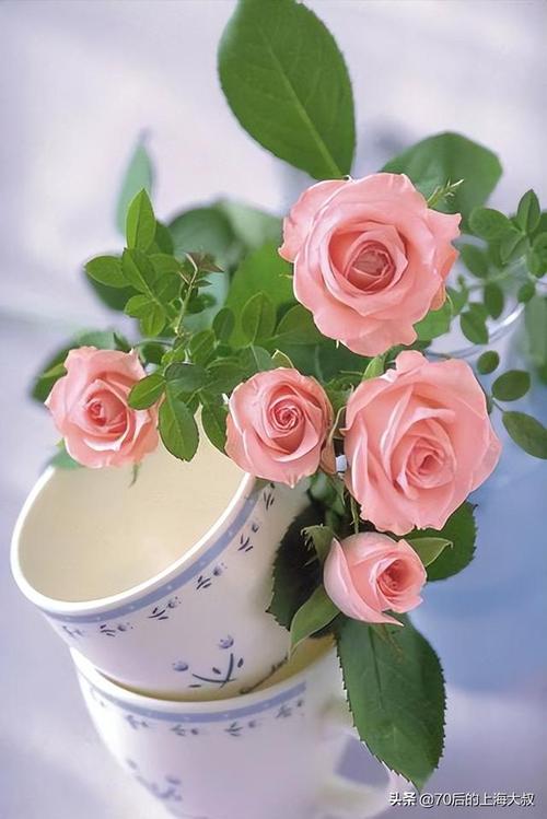 漂亮的玫瑰花高清晰壁纸图片