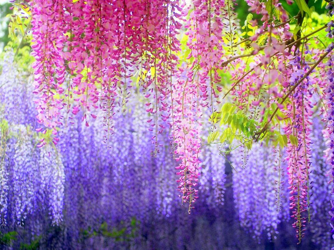 在日本,每年樱花季后,就轮到四月中旬至五月中旬开花的紫藤登场.
