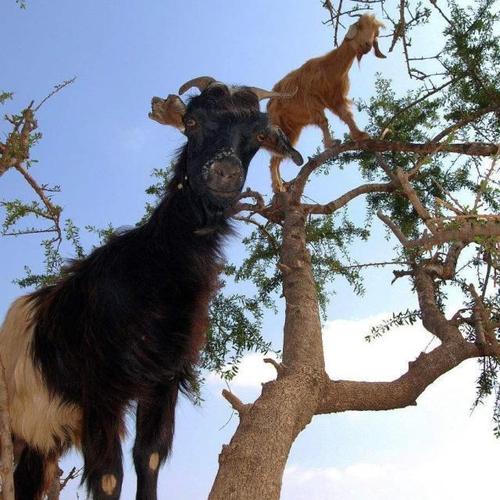 秋天来了,摩洛哥的树上又开始"长满"山羊,山羊会爬树?