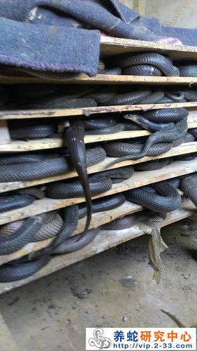 眼镜蛇高密度立体养殖-眼镜蛇养殖-养蛇图片-中国养蛇网