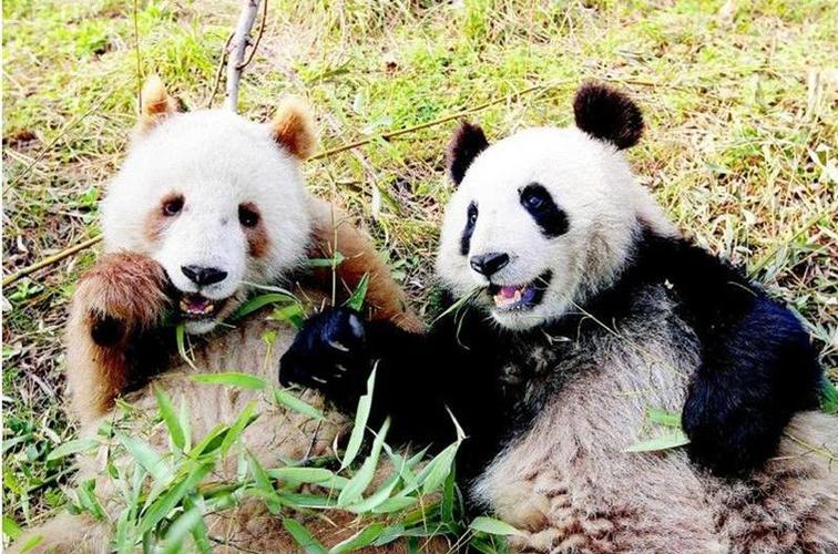 英网民评论:极其罕见的棕色大熊猫证明大自然并非总是