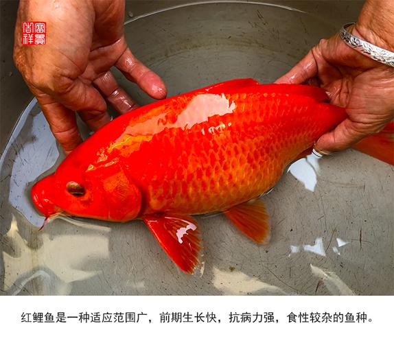 红鲤鱼活体兴国荷包原生招财观赏鱼淡水宠物鱼水鱼
