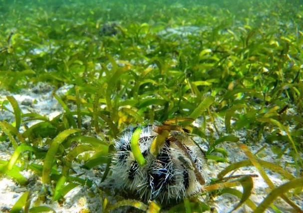 海草和海藻,你分得清吗?看完这篇文章,你就是海洋植物专家!