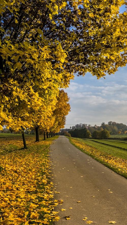 秋天,树木,黄色的枫叶,道路,田野 iphone 壁纸