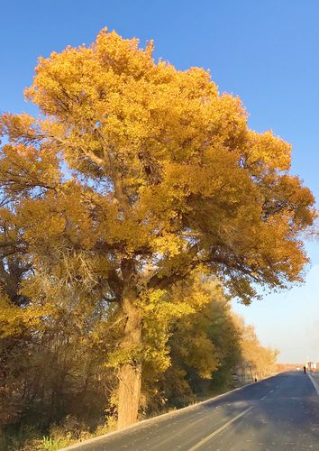 金黄而又壮美的胡杨树