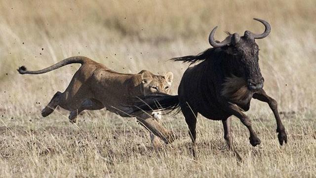 动物大乱斗,狮子和最凶猛的猛兽之间的殊死搏斗,谁才是赢家