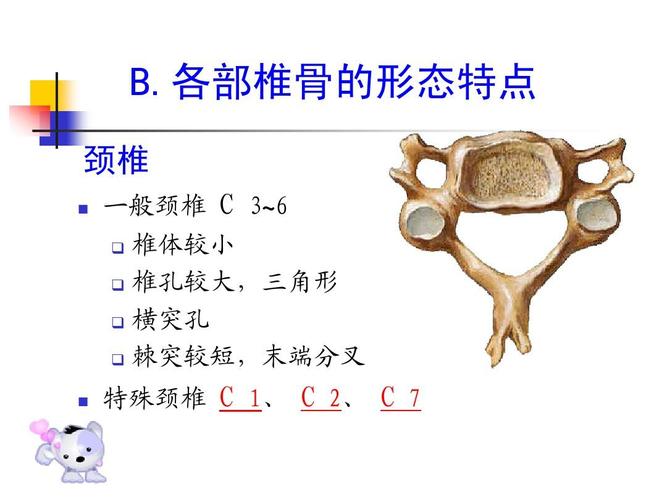 特殊颈椎 c 1, c 2, c