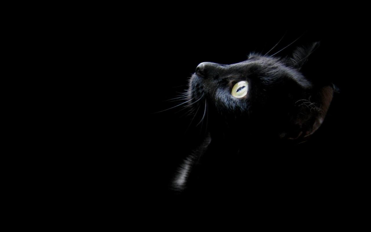高清动物图片黑猫电脑桌面壁纸下载