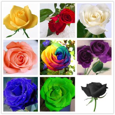 玫瑰花有多种颜色 玫瑰花一共有多少种颜色?