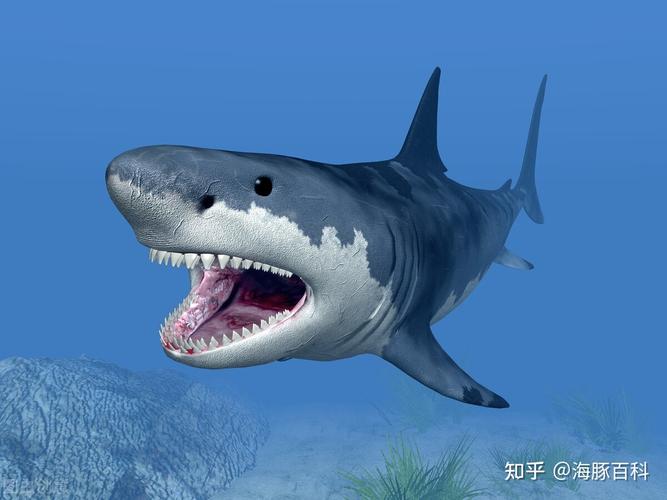 原来,鲨鱼所谓的"软骨头"竟然只是指它的骨质柔软,它才不是什么没有