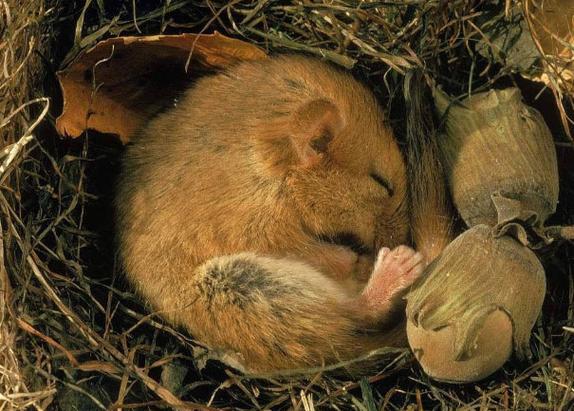 世界上冬眠时间最长的动物睡鼠冬眠达9个月