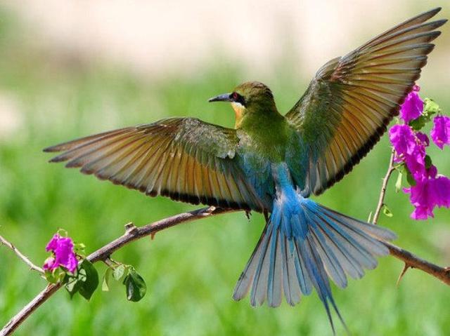 中国最美丽的鸟——栗喉蜂虎,全身闪烁着像金属一样的艳丽光泽!