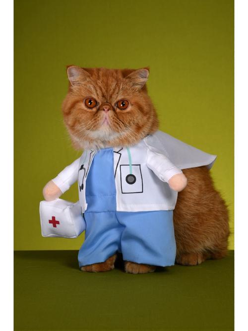 猫医生和猫护士