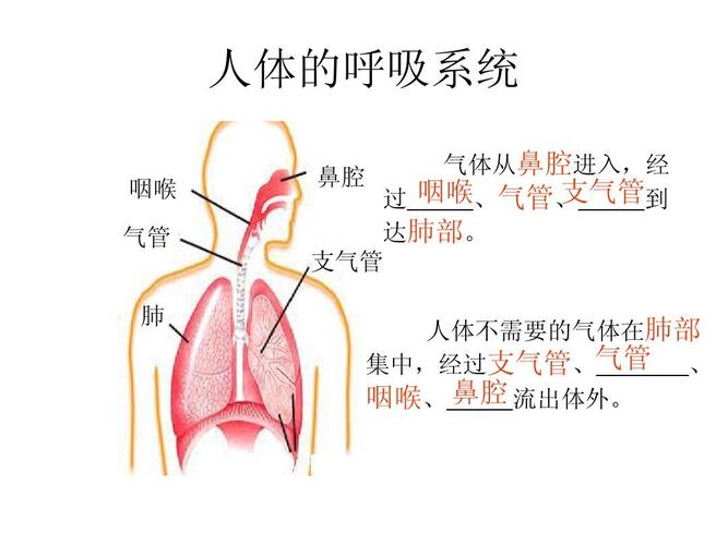 人体的呼吸系统 咽喉 气管 肺 气体从鼻腔进入,经 咽喉,气管, 支气管
