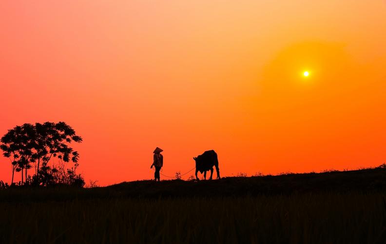 日落 橙色的天空 人牛 乡村 剪影 4k风景图片
