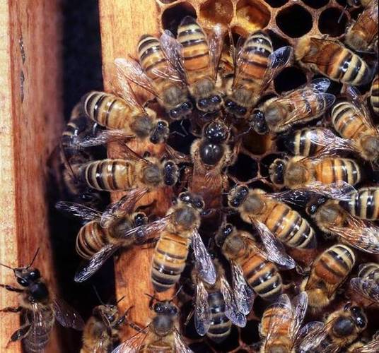 在英国的一个蜂巢中,工蜂们围绕着产卵的蜂后.
