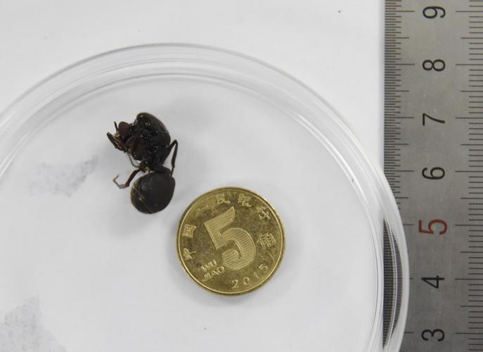 4月18日,四川检验检疫局技术中心的工作人员展示切叶蚁蚁后的大小.
