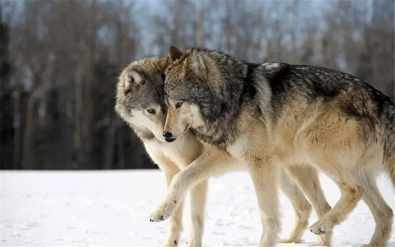 长白山的深山老林里,一公一母两只狼在森林里相依为命.