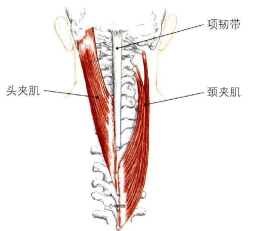拉伸丨颈椎伸肌群