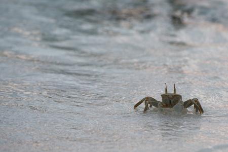 蟹在白色的沙螃蟹在白色背景上蒸海鲜在白色背景上的蓝蟹螃蟹在
