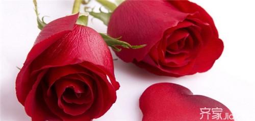 爱情之花玫瑰数量的含义你了解多少