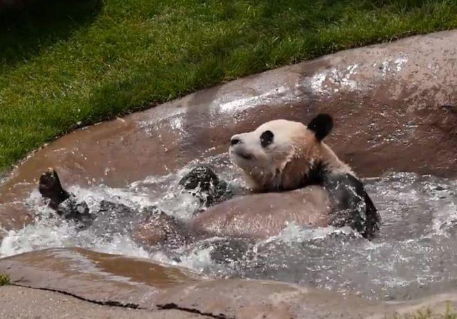 熊猫洗澡时放飞自我戏水姿势很销魂网友真是萌出了新高度