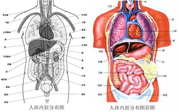 人体内脏结构图人体内脏结构图人体内脏结构图