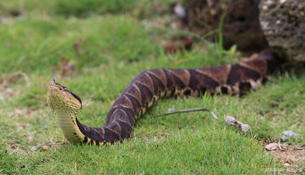 在福田口岸,海关关员竟然查获了14条活体蛇,引起了广泛关注和热议.