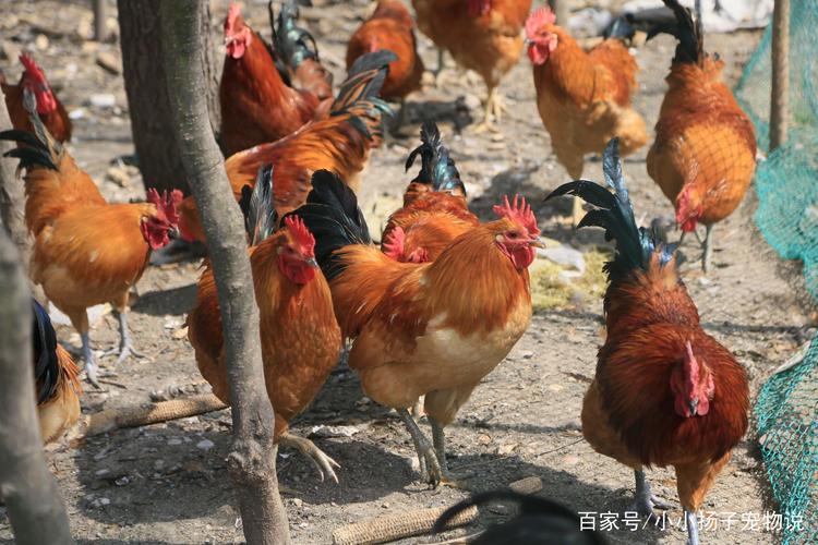 在山东岚山一农村庭院前面拍摄到的散养的大公鸡.
