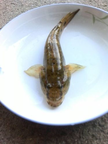 这是什么鱼呢