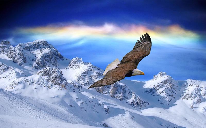 冬季雪中动物自由翱翔的老鹰高清图片桌面壁纸下载第二辑