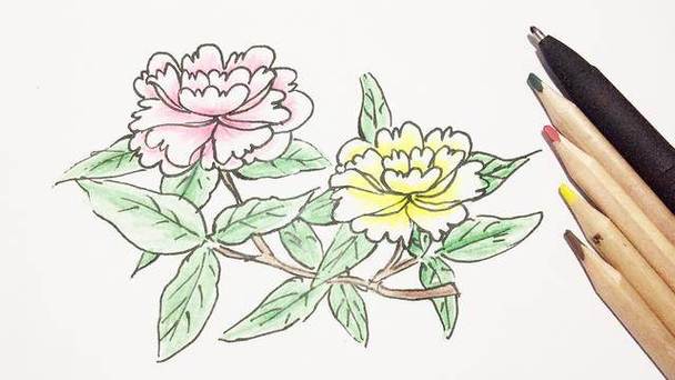 牡丹花的简笔画 牡丹花的简笔画怎么画好看又简单 - 第 3 - 水彩迷