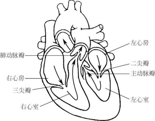 心脏的结构是怎样的?