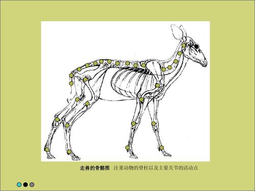 走兽的骨骼图 注重动物的脊柱以及主要关节的活动点
