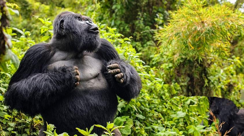 大猩猩拍胸口表情视频在线观看 - 西瓜视频