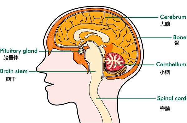 我们知道,脑垂体是人体内最重要的分泌器官,负责分泌生长激素,促卵泡