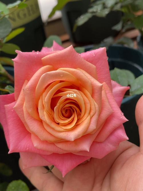 我的养花日常  #月季  #阳台花园  #诺言月季  #诺言玫瑰