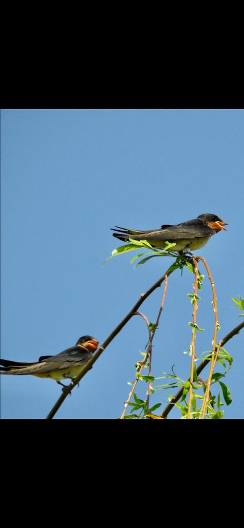 摄于南湖公园美丽的小燕子莺歌燕舞在树枝上非常开心