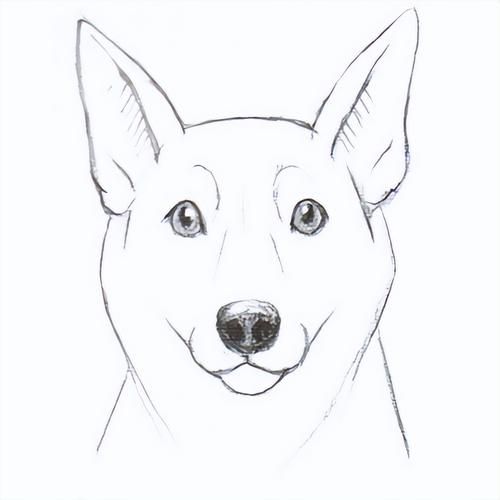 动物面部表情怎么画教你小狗各种表情画法技巧