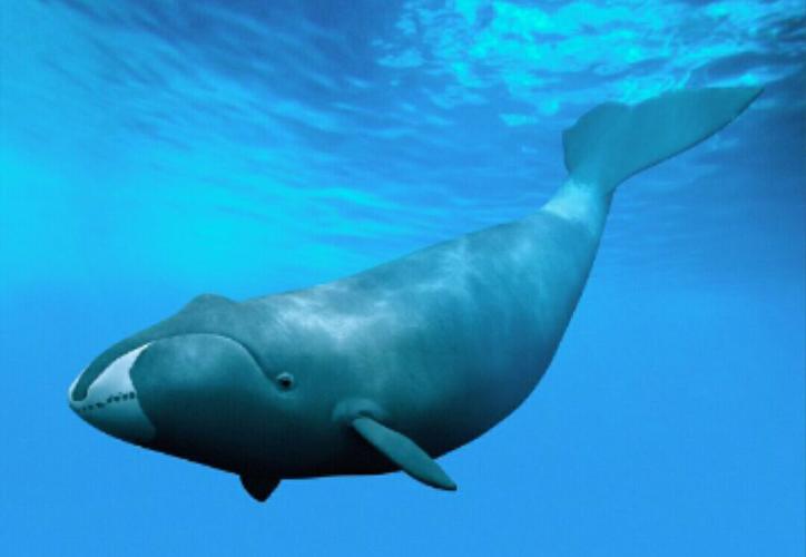 弓头鲸,逆天的胖. 体长21米,体重190吨,妥妥的鲸大胖.