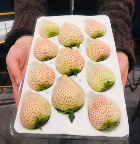 【初恋的蜜雪白草莓】白色恋人草莓,11颗大果/盒约300g,仅发上海,日本