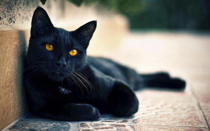 街头黑色猫的眼睛
