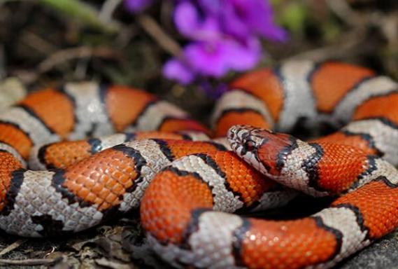 国内十大常见的无毒蛇乌梢蛇上榜第一性格好